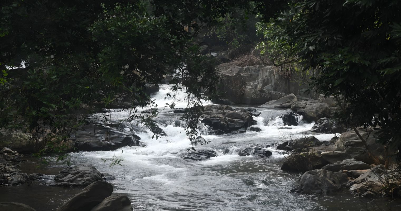 Stay Inside the Jungle and Wake Up with Nature. 