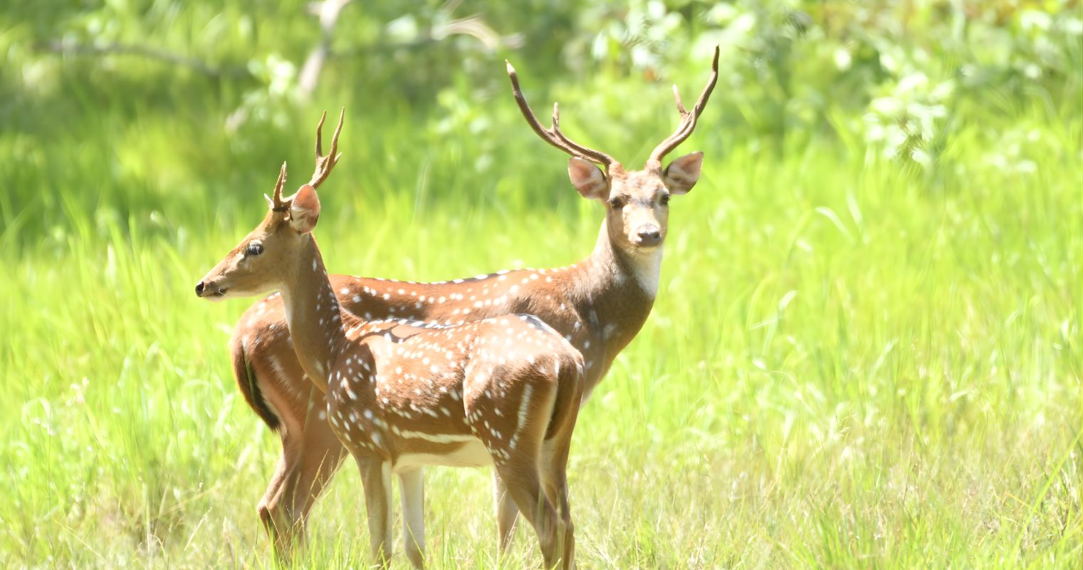 Authentic Jungle Stay with Modern Comfort 
